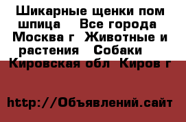 Шикарные щенки пом шпица  - Все города, Москва г. Животные и растения » Собаки   . Кировская обл.,Киров г.